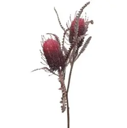 Banksia Double Head 73cm Red
