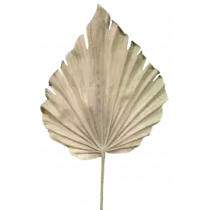 Palm Leaf 61cm Natural