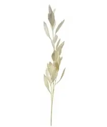 White Laurus Leaf Spray 75cm