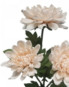 1. Chrysanthemum Bush 61cm Blush Pink/Peach thumbnail