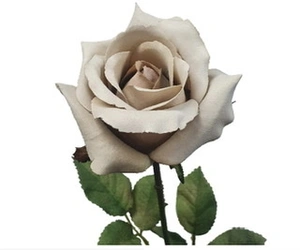 Ecuador Rose 67cm Dusty Beige