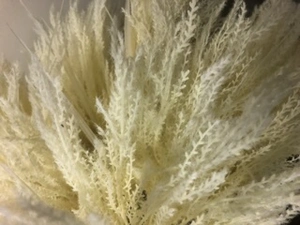 1. Pampas Grass 100cm Cream thumbnail