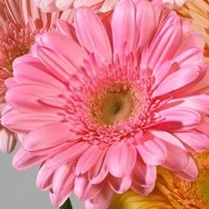 1. Design Master Just For Flowers Spray Pink Petunia thumbnail