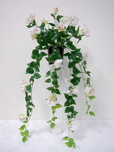 Bougainvillea Hanging Bush 81cm White