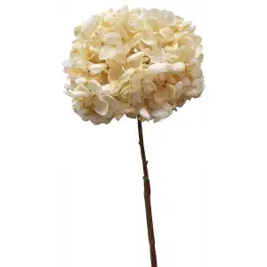 Dried Look Hydrangea 66cm Cream