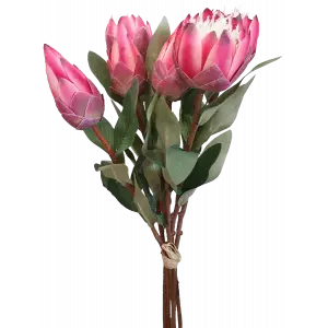 Protea Bundle x 6 52cm Dark Pink