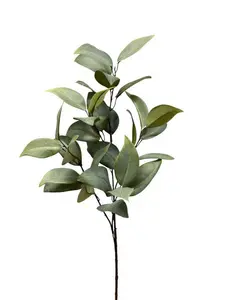 1. Broad Leaf Gum Spray 80cm Green thumbnail