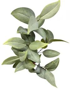 2. Broad Leaf Gum Spray 80cm Green thumbnail