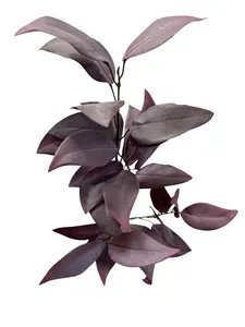 2. Broad Leaf Gum Spray 80cm Plum thumbnail