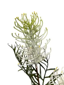 1. Grevillea Spray 85cm White thumbnail