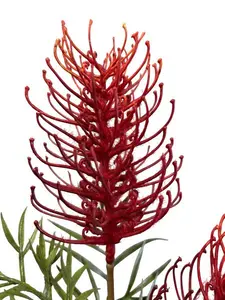 1. Grevillea Spray 85cm Red thumbnail