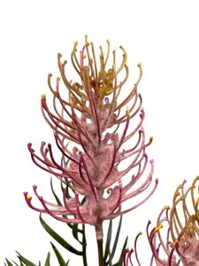 1. Grevillea Spray 85cm Pink thumbnail