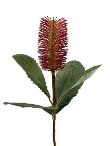 Banksia Robur Spray 74cm Burgundy