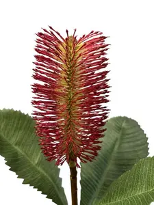 1. Banksia Robur Spray 74cm Burgundy thumbnail
