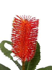 1. Banksia Robur Spray 74cm Orange thumbnail