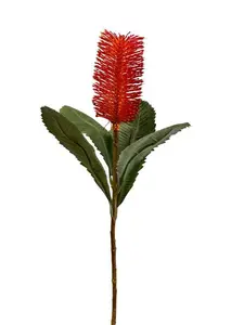 2. Banksia Robur Spray 74cm Orange thumbnail