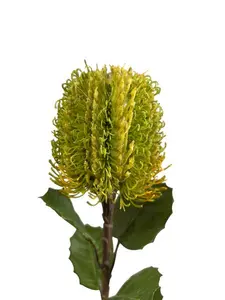 1. Banksia Spray 58cm Green thumbnail