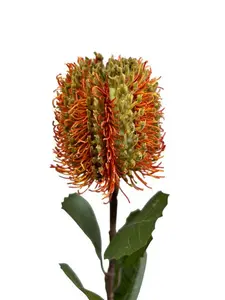 1. Banksia Spray 58cm Orange thumbnail