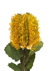 1. Banksia Spray 58cm Yellow thumbnail
