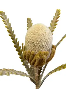 1. Banksia 57cm Beige thumbnail