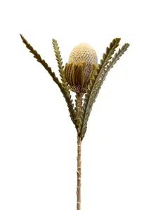 2. Banksia 57cm Beige thumbnail