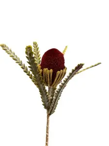 Banksia 57cm Burgundy