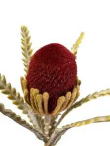 1. Banksia 57cm Burgundy thumbnail