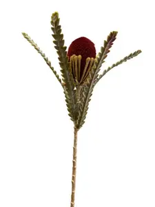 2. Banksia 57cm Burgundy thumbnail