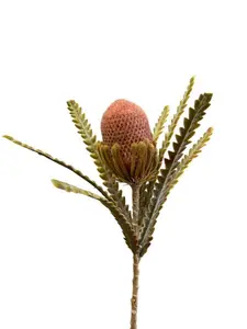 Banksia 57cm Coral