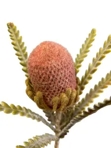 1. Banksia 57cm Coral thumbnail