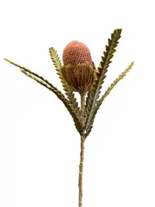 2. Banksia 57cm Coral thumbnail