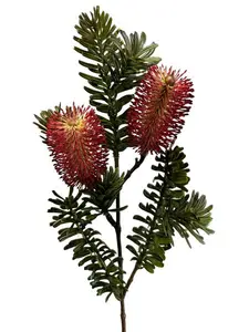 Banksia Marginata Spray 66cm Burgundy