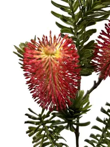 1. Banksia Marginata Spray 66cm Burgundy thumbnail