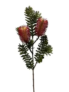2. Banksia Marginata Spray 66cm Burgundy thumbnail