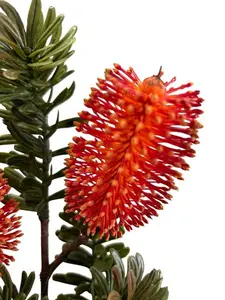 1. Banksia Marginata Spray 66cm Orange thumbnail