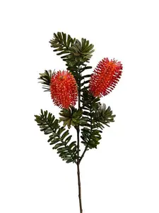 2. Banksia Marginata Spray 66cm Orange thumbnail