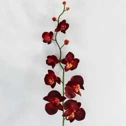 Phalaenopsis Orchid Spray 84cm Burgundy