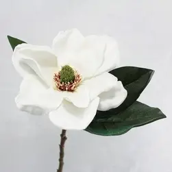 American Magnolia White 74cm