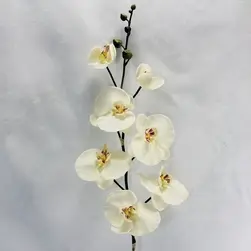 Large Cream Phalaenopsis Orchid Spray 100cm