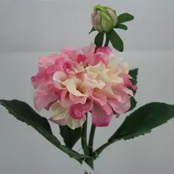 Short Stem Dahlia 34cm Cream/Pink