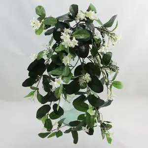 Stephanotis Hanging Bush 75cm