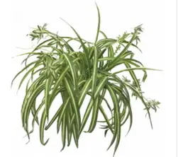 Real Touch Spider Plant 55cm Green
