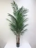 Giant Areca Palm 8ft