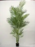 Areca Palm 8ft