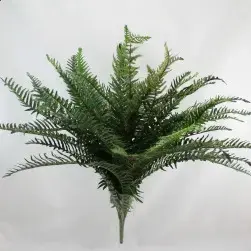 Medium River Fern Bush 60cm