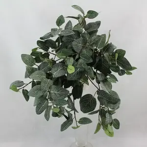 Bushy Fittonia Hanging Bush 52cm