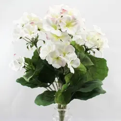 Geranium Bush 40cm White 